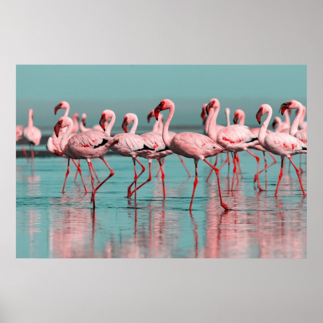 Poster flamingos selvagens africanos (Frente)