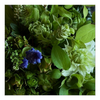 Pôster Flannel Flower, Arabicum, Phylica, Ryobu, Botanica