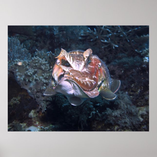 Poster Flash Siphon (Frente)