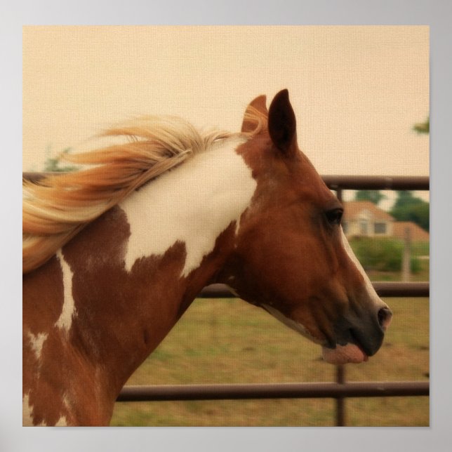 Pôster Flashy (Frente)