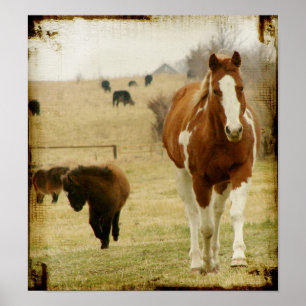 Poster Flashy and the Mini  Horse Filly
