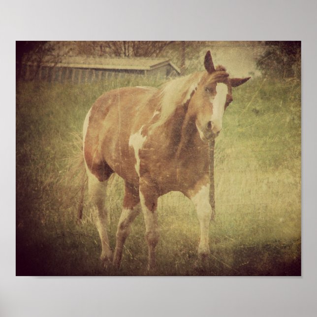 Pôster Flashy Shakes Head (Frente)