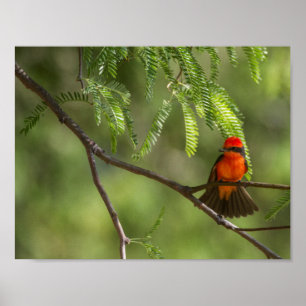 Pôster Flashy Vermillion Flycatcher