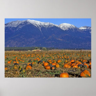 Poster Flathead Valley Montana campo de abóbora