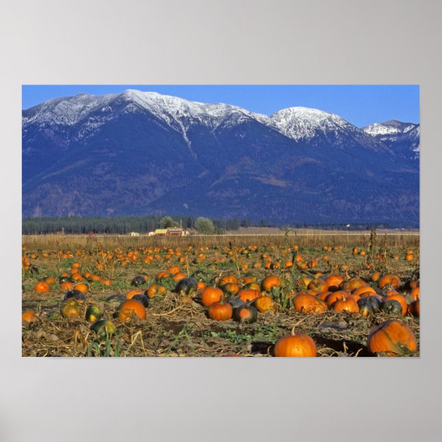 Poster Flathead Valley Montana campo de abóbora (Frente)