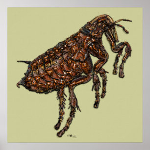 Poster Flea