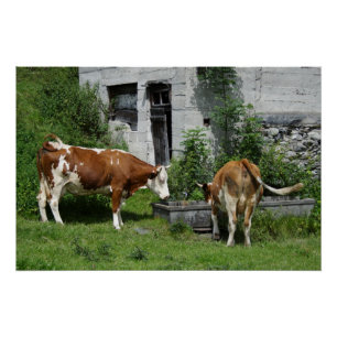 Pôster Fleckvieh sedento