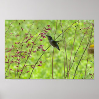 Poster Fleeting Summer Friend