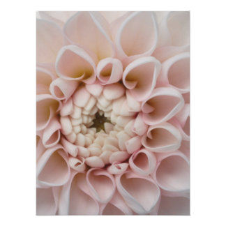 Pôster fleur
