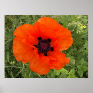 Pôster Fleur de pavot