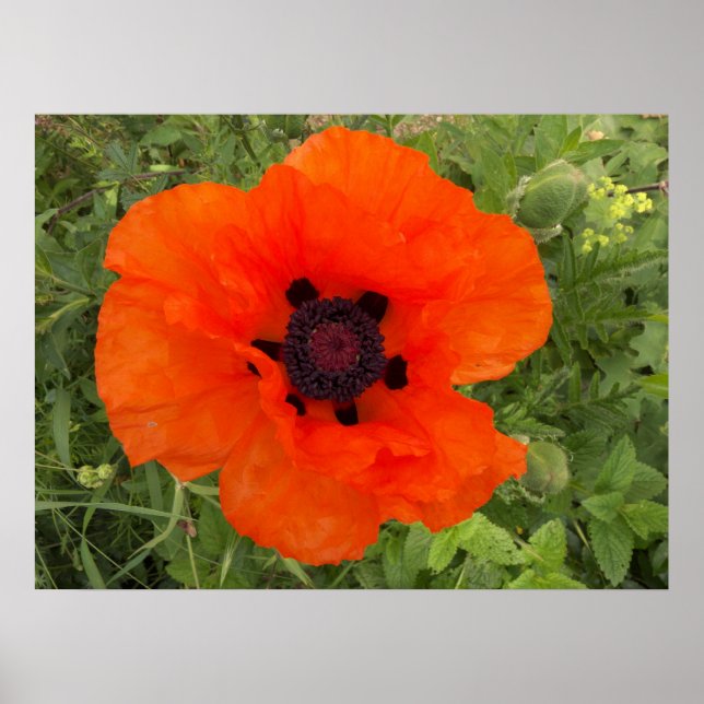 Pôster Fleur de pavot (Frente)