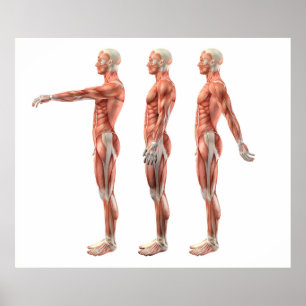 Pôster Flexão, extensão e hiperextensão do ombro