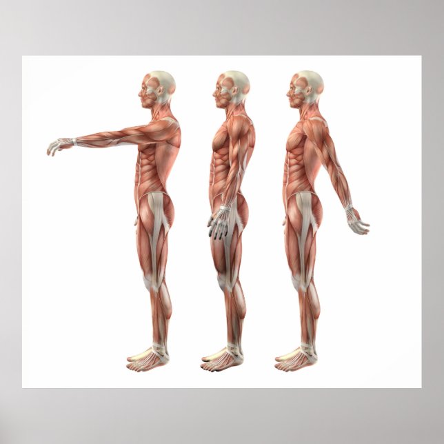 Pôster Flexão, extensão e hiperextensão do ombro (Frente)