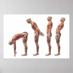 Poster Flexão, extensão & hiperextensão masculinas do