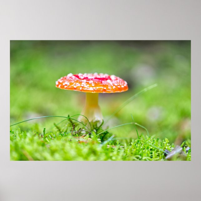 Poster Fliegenpilz (Frente)