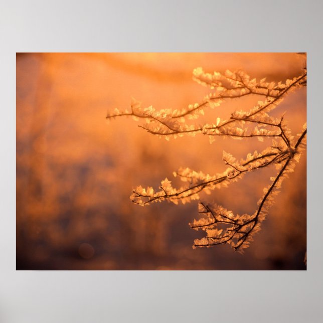 Poster Flocos de Geada com o Nascer do Sol da Manhã (Frente)