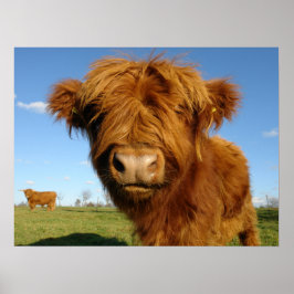 Poster Floffy Scottish Highland Cow - Blue Sky