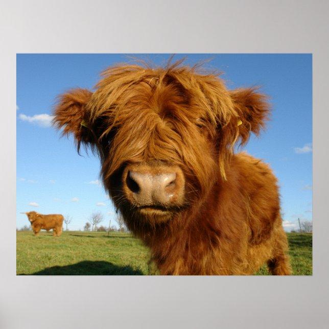 Poster Floffy Scottish Highland Cow - Blue Sky (Frente)