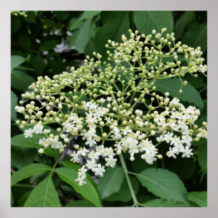 Pôster flor