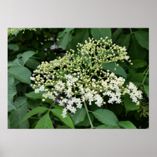 Poster flor