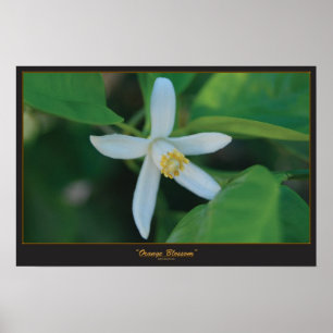 Poster Flor alaranjada