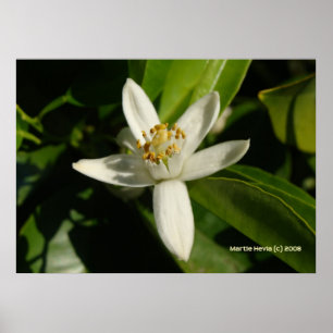Pôster Flor alaranjada