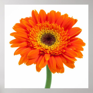 Pôster Flor alaranjada da margarida do Gerbera
