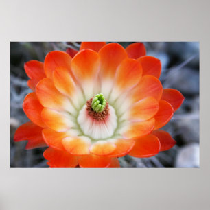Poster Flor alaranjada do cacto