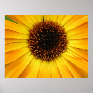 Poster flor amarela