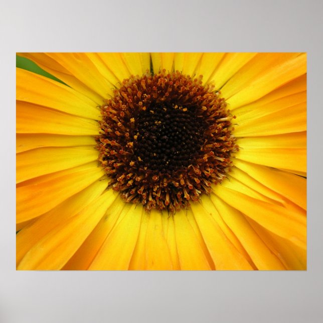 Poster flor amarela (Frente)