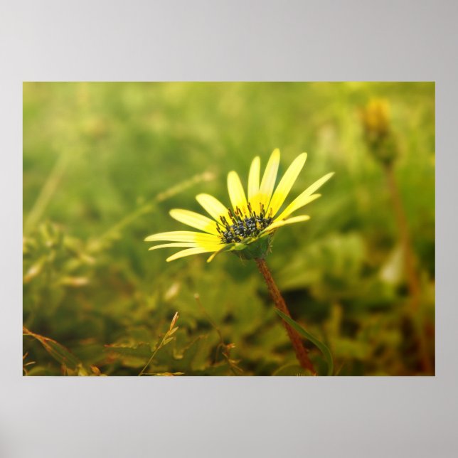 Poster Flor amarela (Frente)