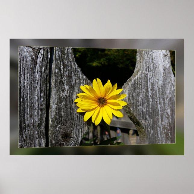 Poster Flor amarela acolhedora (Frente)