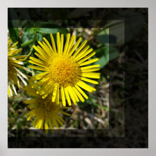 Pôster flor amarela atrás das janelas