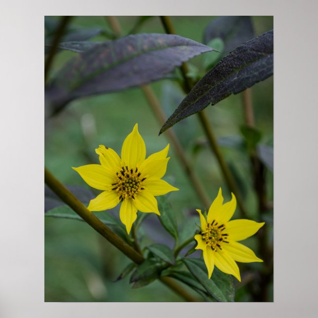 Poster Flor Amarela de Outono (Frente)