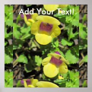 Poster Flor amarela do jardim da planta de Torenia