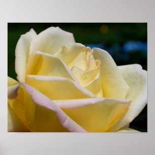 Poster Flor amarela do Rosebud