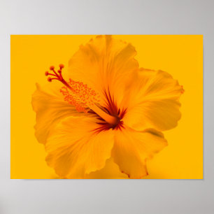 Poster Flor Amarelo