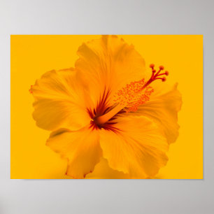 Poster Flor Amarelo