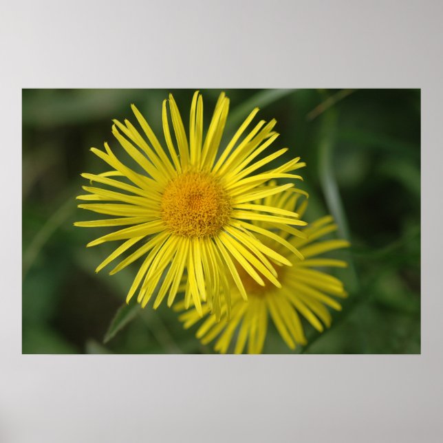 Poster Flor Amarelo (Frente)
