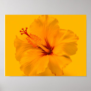 Poster Flor Amarelo