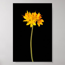 Poster Flor Amarelo
