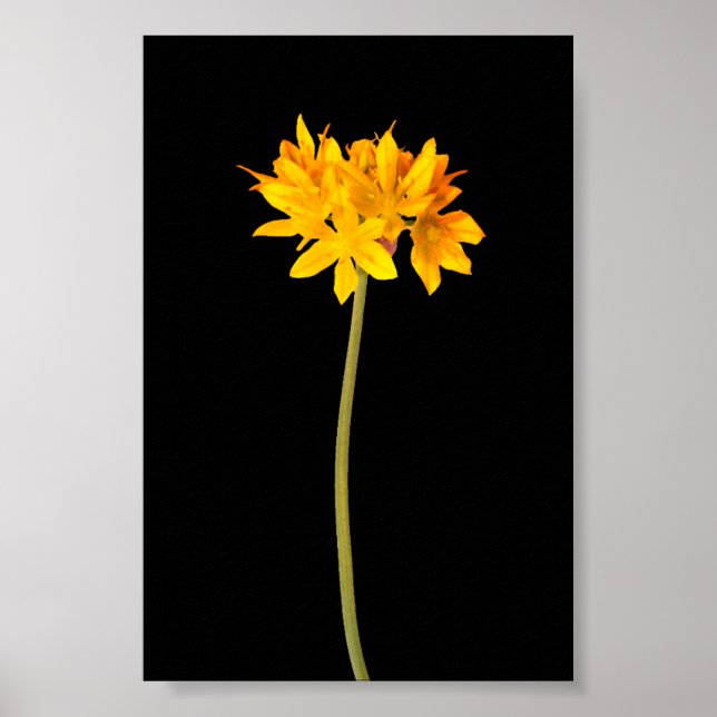 Poster Flor Amarelo (Frente)