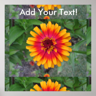 Poster Flor amarelo alaranjado dourada do Zinnia