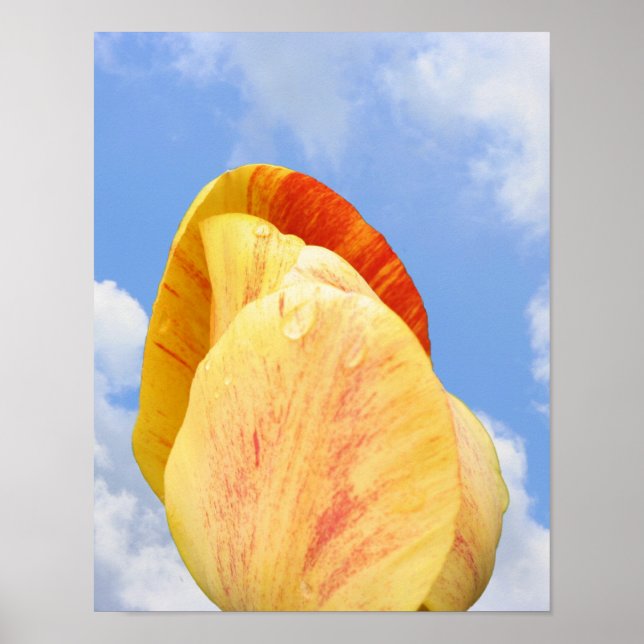 Poster Flor Amarelo Da Tulipa No Céu Azul (Frente)
