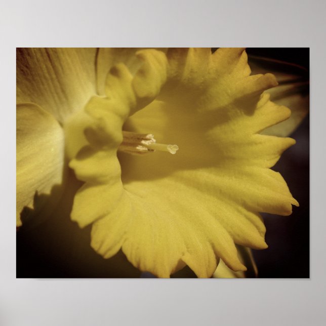Poster Flor Amarelo Daffodil Fechar (Frente)