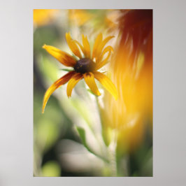 Poster Flor Amarelo Rudbeckia