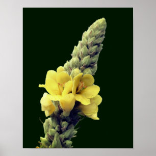 Poster Flor Amarelo Selvagem Mullein