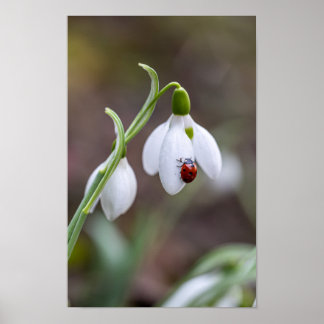 Poster Flor Art Ladybug Gallery Flor ArtFlower