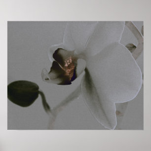 Pôster Flor artística em tons cinzentos