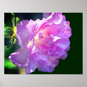 Poster Flor Azalea Rosa